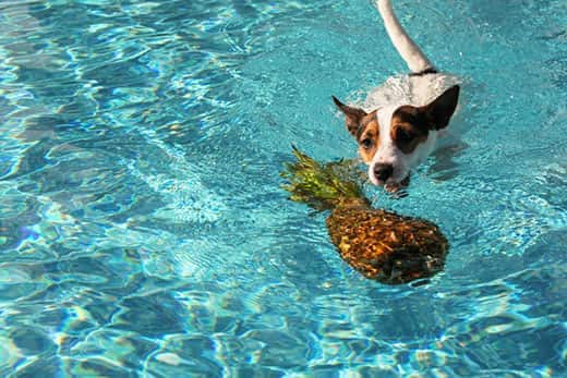 Jack Russel-terriër zwemt in de richting van een stuk ananas dat in een zwembad drijft.