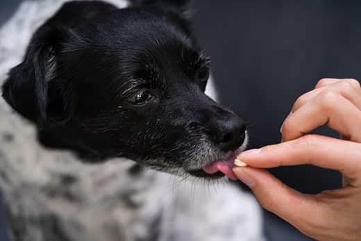 Kleine zwartwitte hond likt een pil uit een hand.
