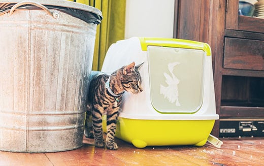 Gestreepte grijze cyperse kat naast een kattenbak met plastic deksel en een vuilnisbak in een huis.